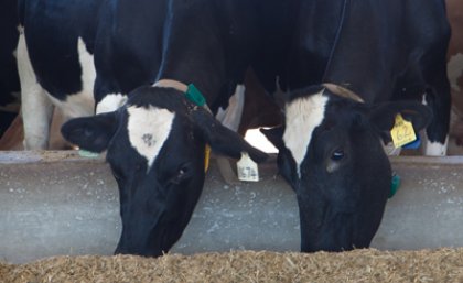 The new Gatton Research Dairy is the only facility of its kind in Australia, focused on a sub-tropical feed base