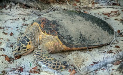 A turtle on the sand