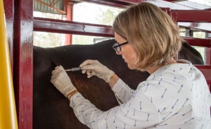 A woman administering a vaccine to a cow