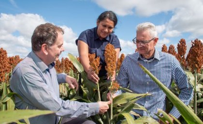 Three people investigating a sorghum stem 