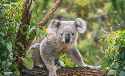 A koala sitting on a tree branch