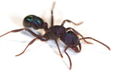 An image of an Australian green-head ant.