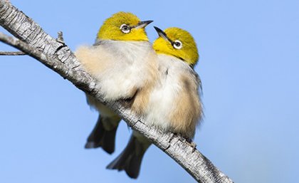 Two small fluffy birds with bright yellow heads sitting together on a branch