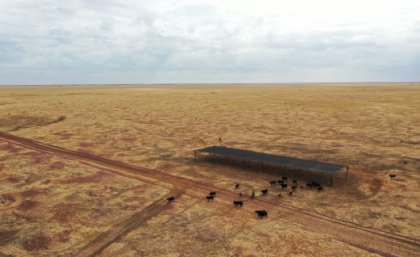 Cows standing under a shaded structure on a large dry property