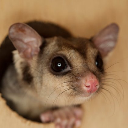 Mahogany glider.