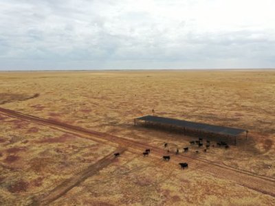 Cows standing under a shaded structure on a large dry property