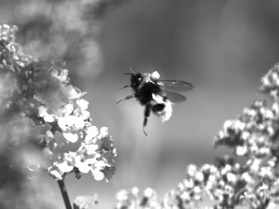 A black and white still image from a video showing a bee with a refelective marker on its back approaching a flower. 