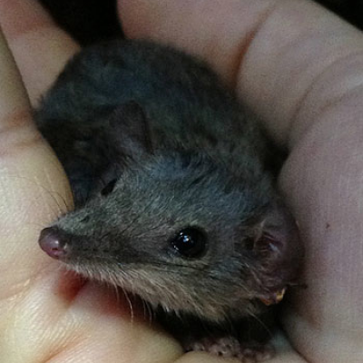 Subtropical antechinus … males die after sex. Photo: Daniela Parra Faundes