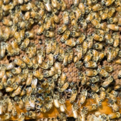 Honey bees have taught researchers how to guide planes through complex manoeuvres