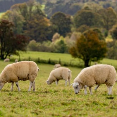 A flock of sheep grazing in a paddock