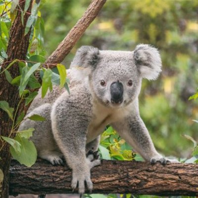 A koala sitting on a tree branch