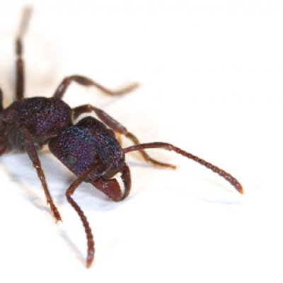 An image of an Australian green-head ant.