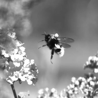 A black and white still image from a video showing a bee with a refelective marker on its back approaching a flower. 