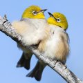 Two small fluffy birds with bright yellow heads sitting together on a branch