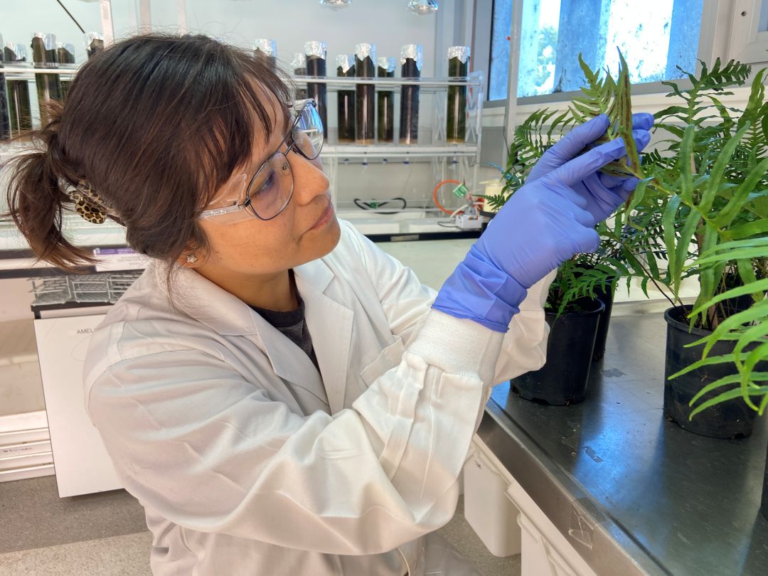Researcher examining plant specimens in a lab