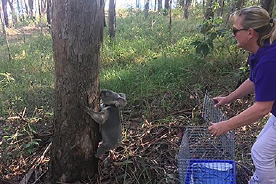 A woman holds an open cage as a koala climbs up a tree branch.