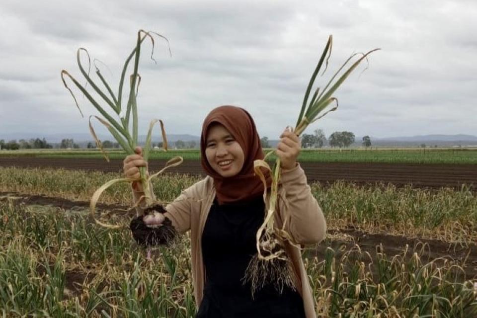 A woman stands in a field of crops, holding a bunch of garlic in each hand.