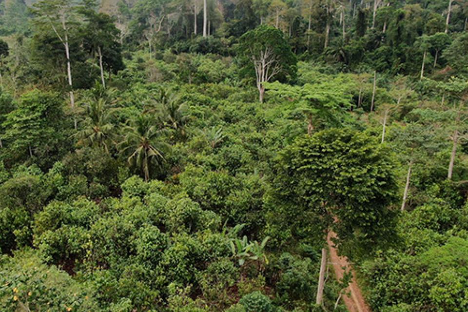 an aerial view of a forest