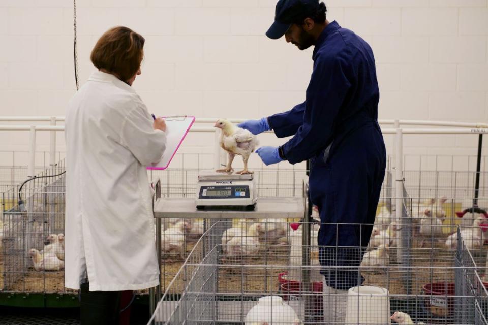 A woman wearing a white lab coat and a man wearing a blue jumpsuit weigh a chicken