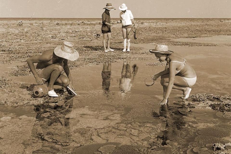 An old archive photo of researchers looking in shallow pools along the shoreline
