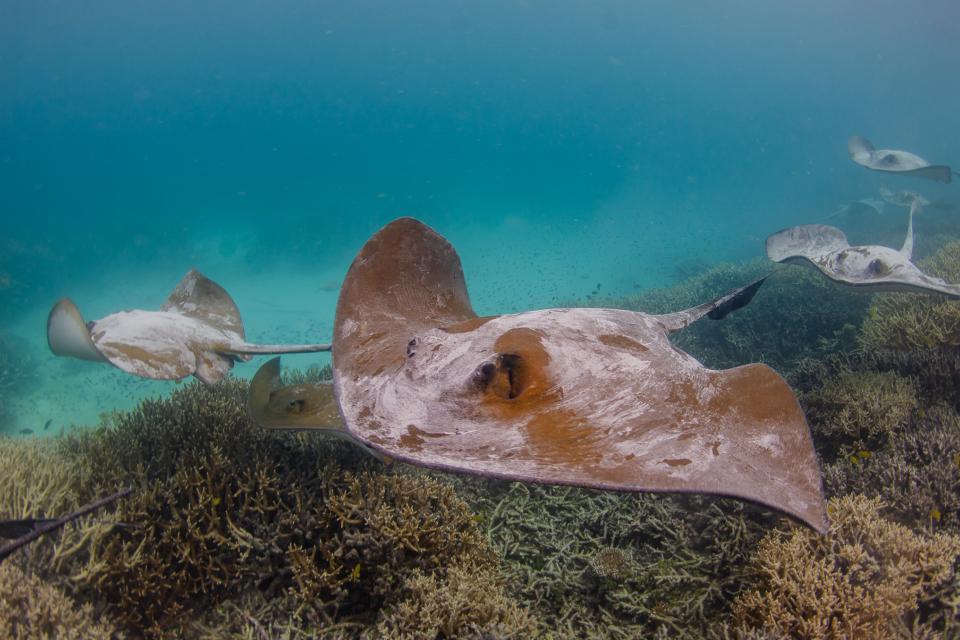 A stingray swimming past coral