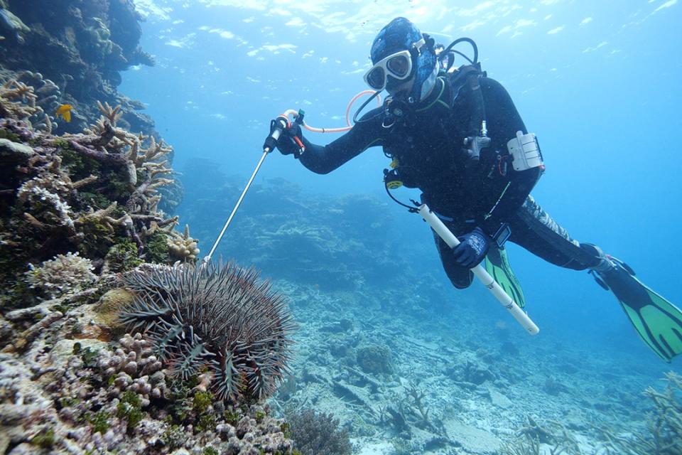 a scuba diver holds a large rod against a spiky growth on the sea floor