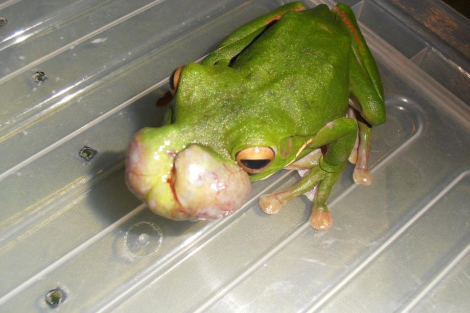 A tumour covering the front of a green tree frog's face