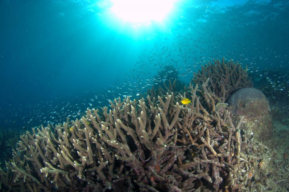 Hundreds of little fish swim near coral 