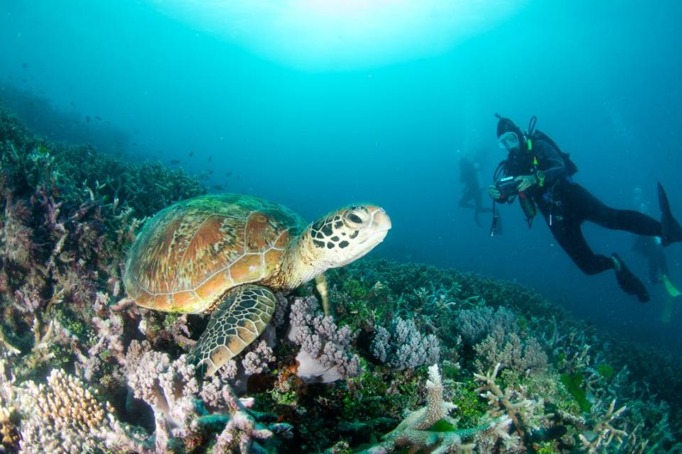A photo of a turtle near coral underwater with a diver swimming in the background