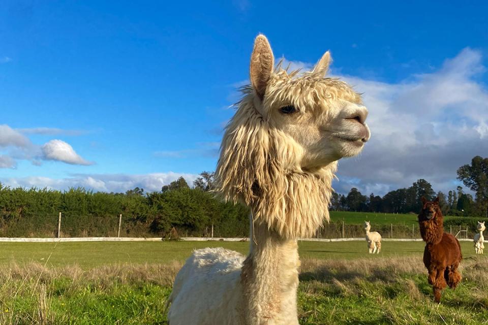 a white alpaca in a green field with a blue sky