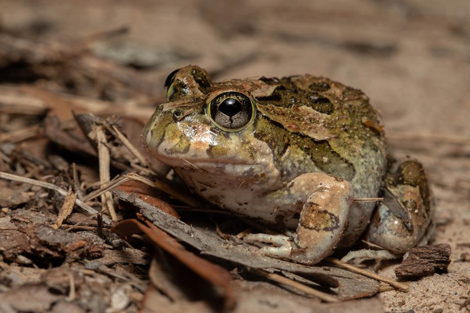 a brown frog with big eyes on sandy ground