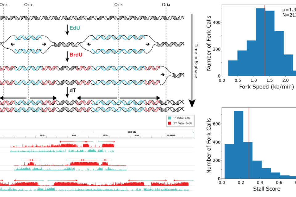 DNAscent software used AI machine learning to detect the incorporation of synthetic bases into DNA and measure the speed and stalling of these replication machines. 