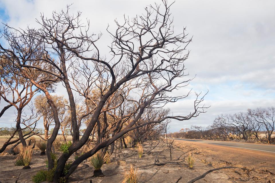 blackened trees by the side of a road