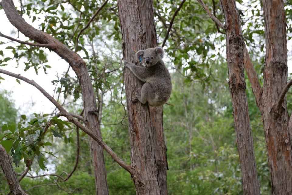 Koala sits in a tree 