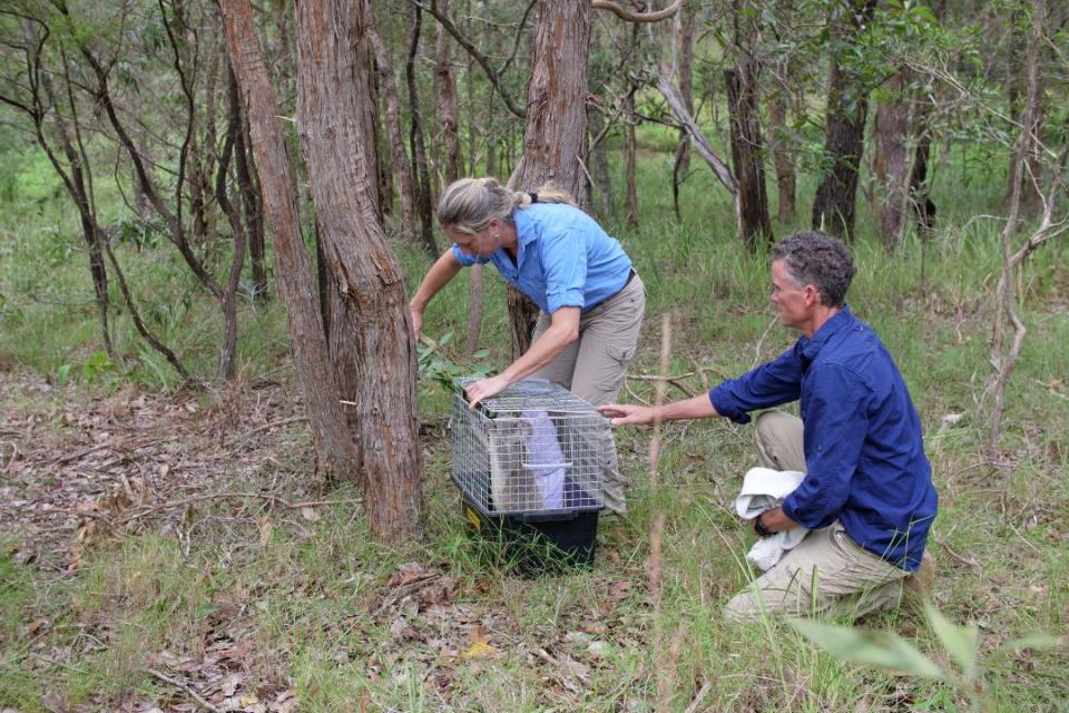 A woman opening the top of a cage with a koala in it while a man crouches behind