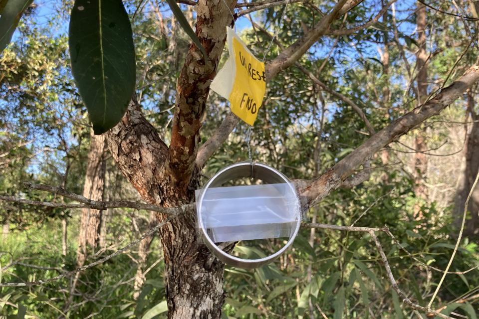 The airborne DNA device hanging in a eucalyptus tree. Image: UQ