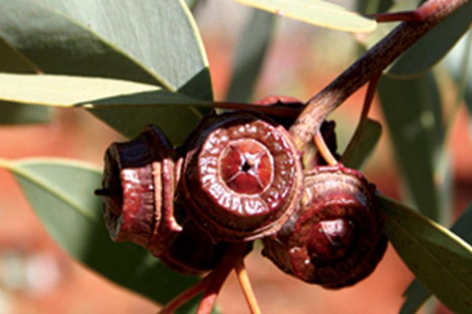 Decorative