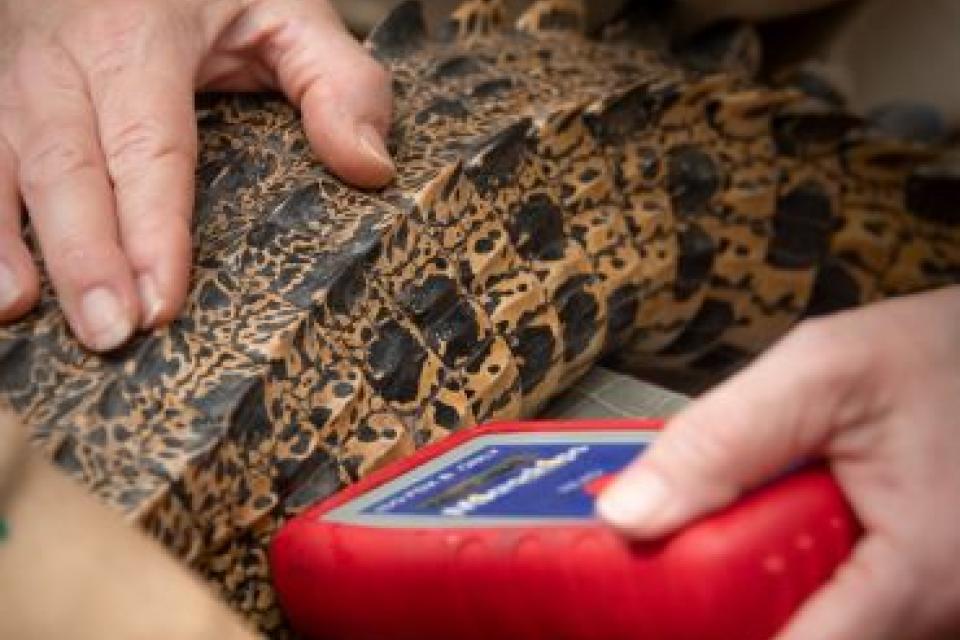 Researchers check the temperature of a crocodile. Image: Australia Zoo.