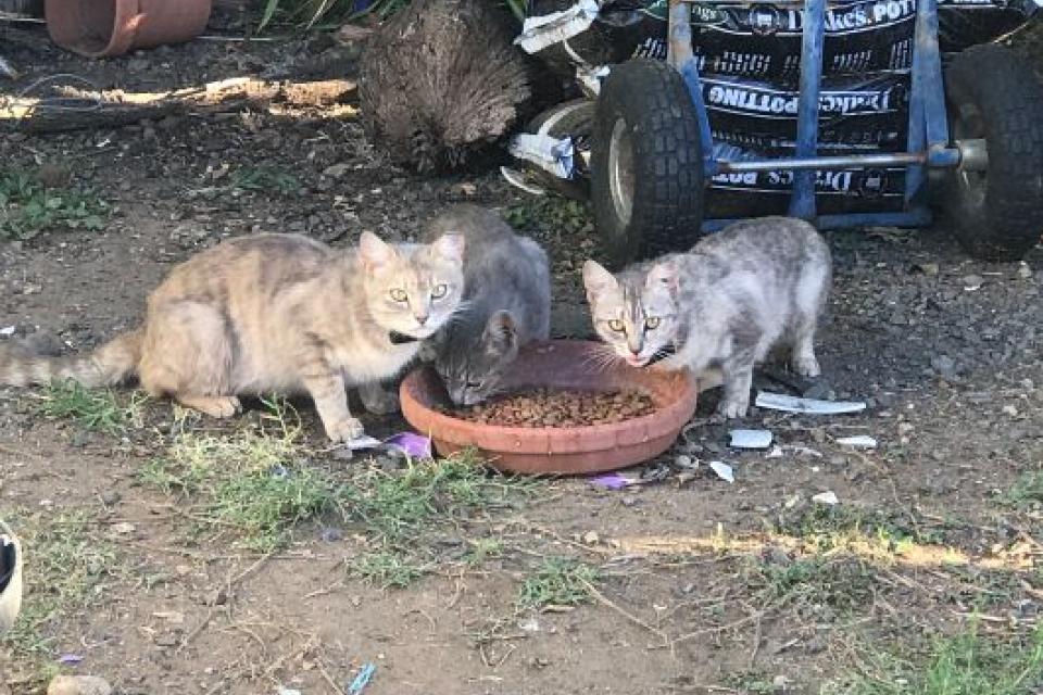 3 cats sit at a saucer eating food