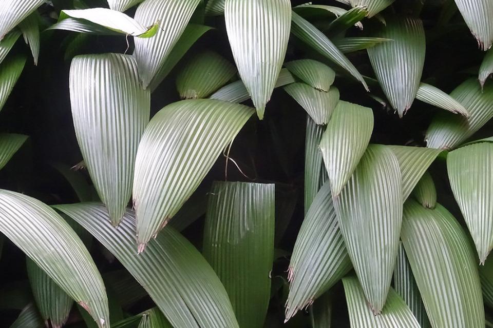 Decorative
