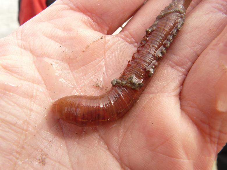 A close up of a worm on the palm of a hand