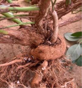 A tree root wrapping around a blueberry bush