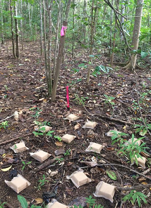 Little plastic boxes placed on the ground in a forest
