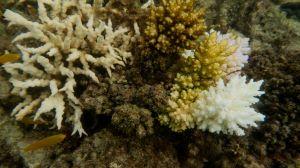 An underwater photo of a coral reef.