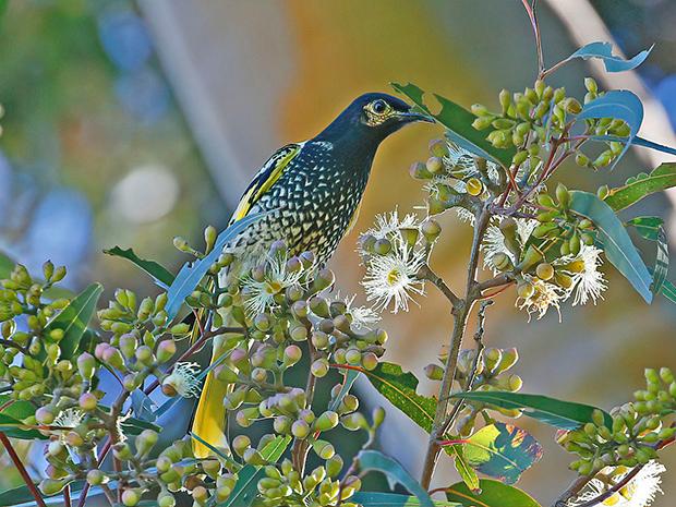The critically endangered regent honeyeater