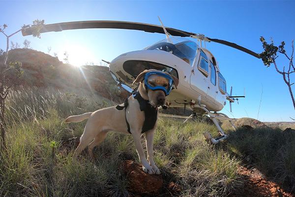 A dog with a helicopter in the background