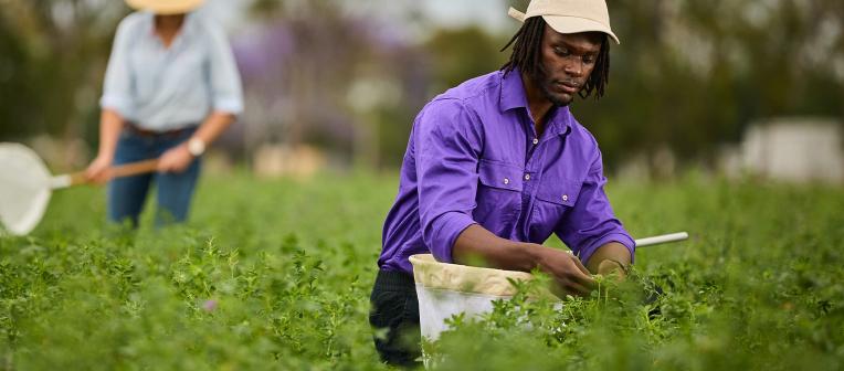 A student with a net gathers data from green crops in a field