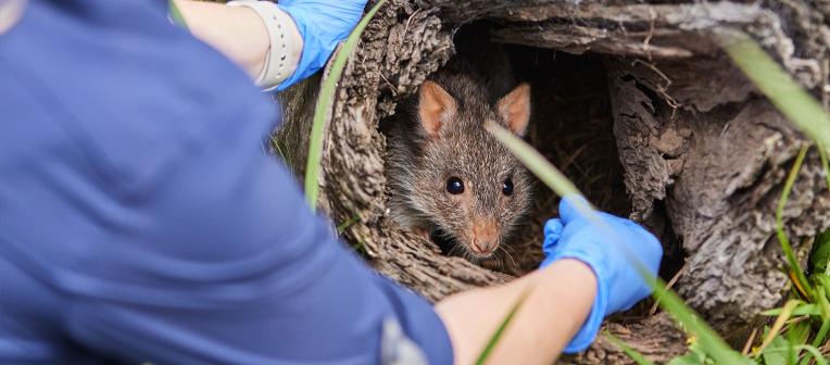 A researcher in PPE doing field work with a possum. The possum is looking out from a hollow log.