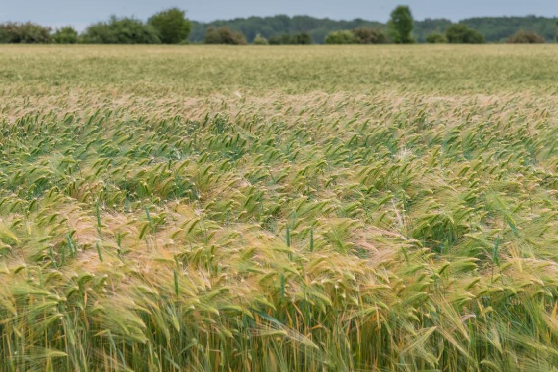 A landscape view of a field of wheat