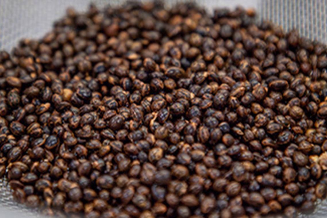 A closeup photo of a pile of small brown seeds.